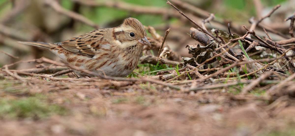 Rustic Bunting - ML613936944