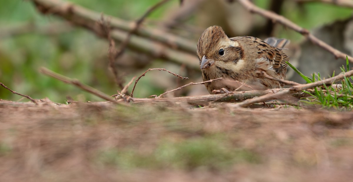 Rustic Bunting - ML613936946