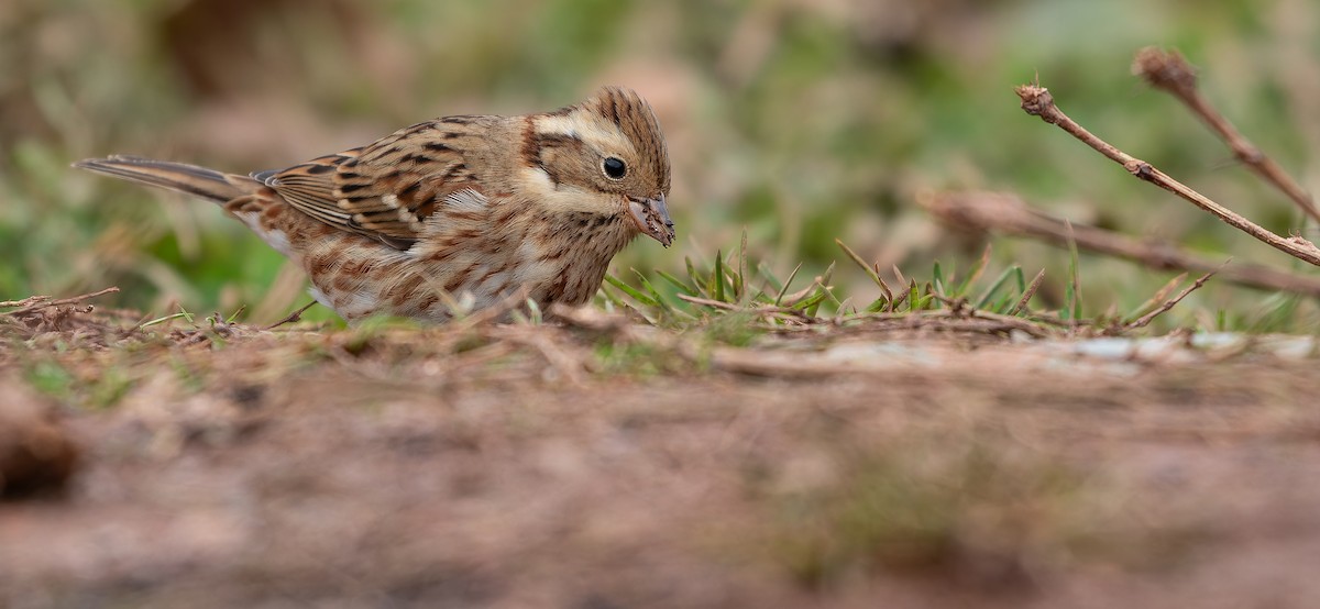 Rustic Bunting - ML613936947