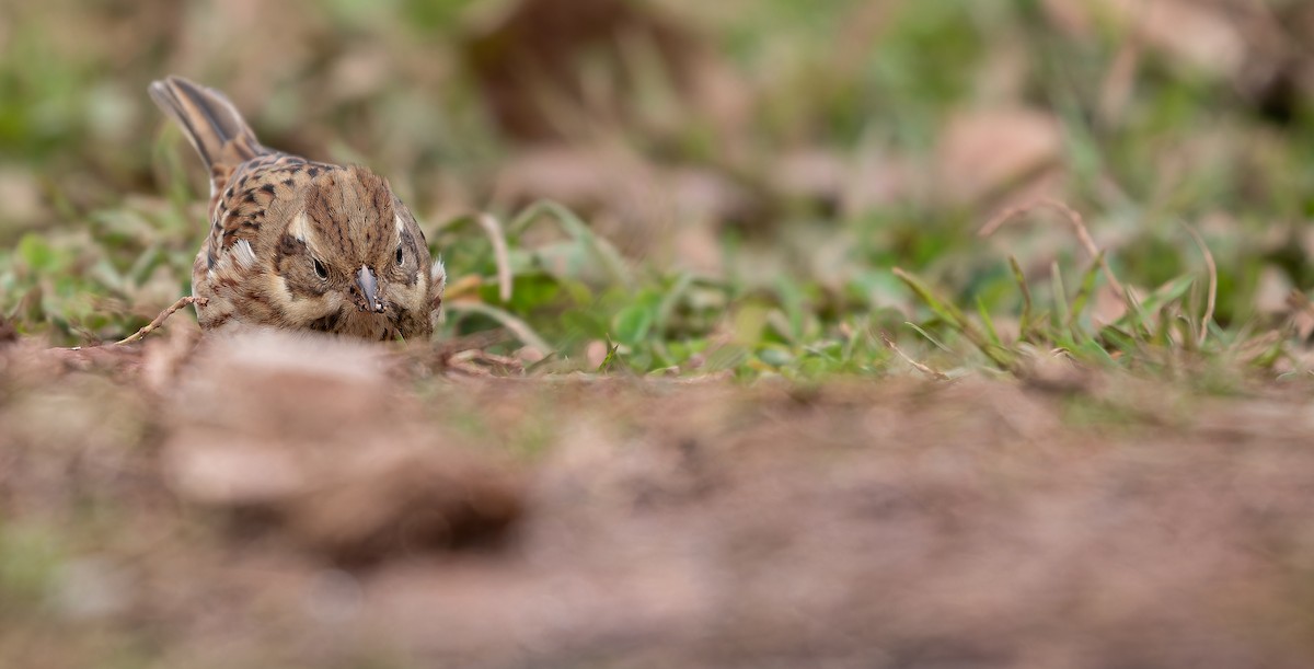 Rustic Bunting - ML613936959