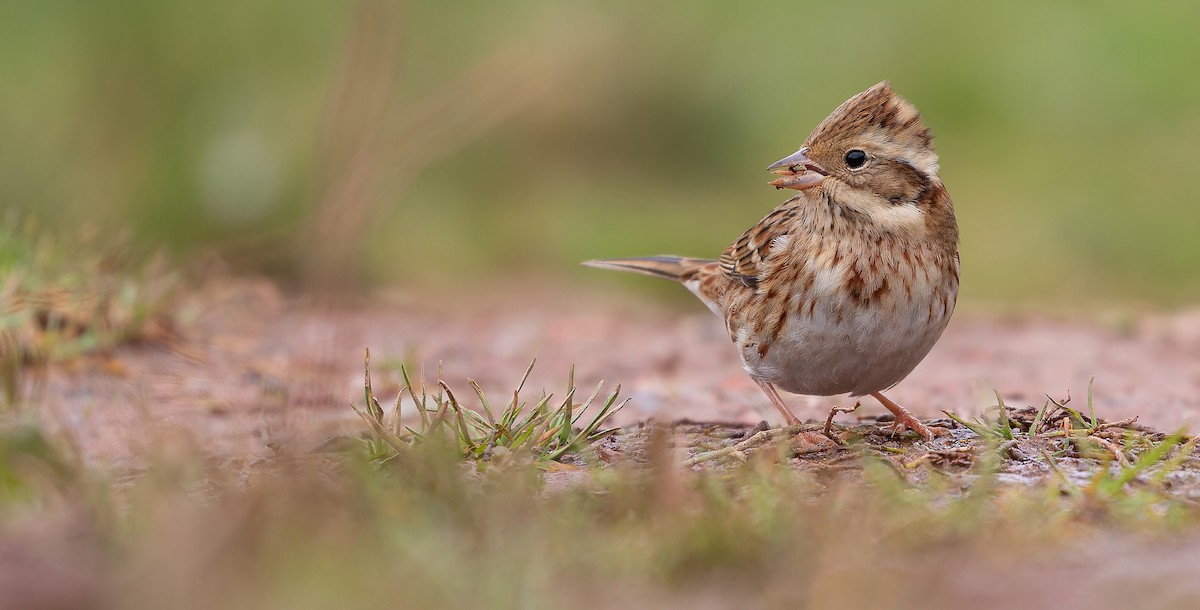 Rustic Bunting - ML613936964