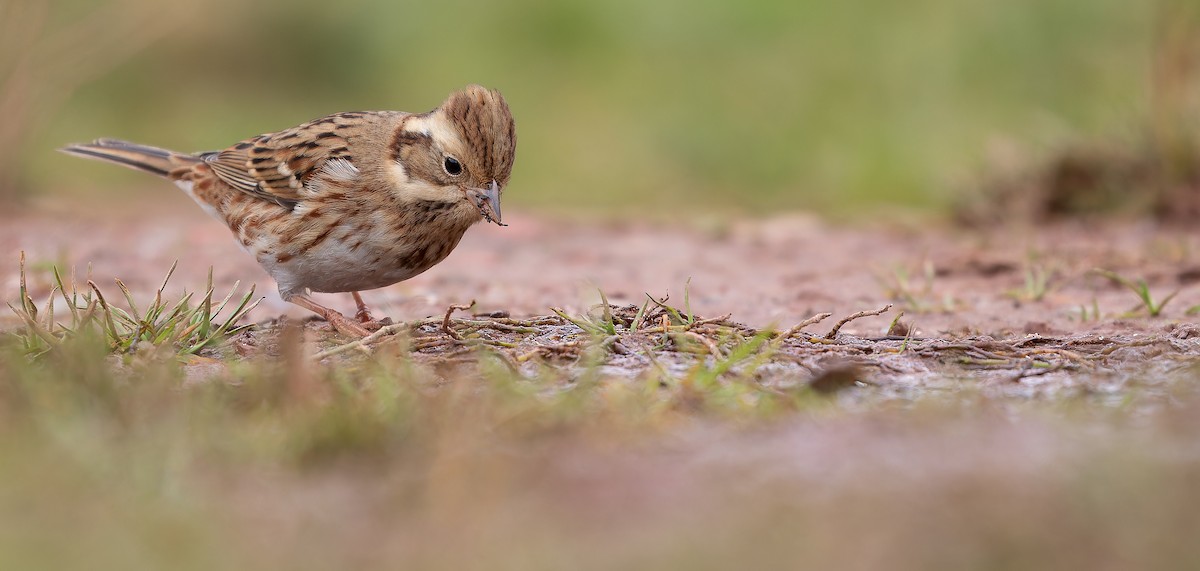 Rustic Bunting - ML613936970