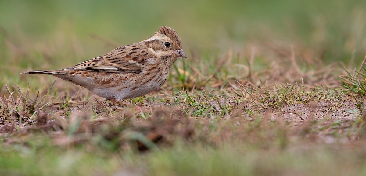 Rustic Bunting - ML613936976