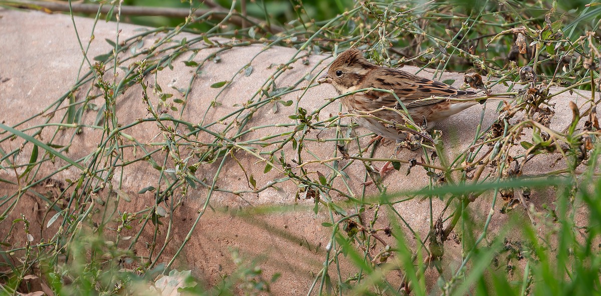 Rustic Bunting - ML613936978