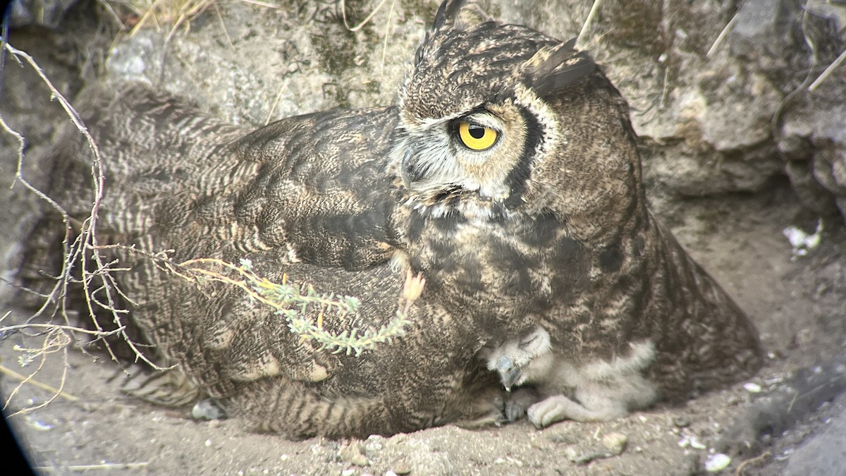 Great Horned Owl - ML613937081