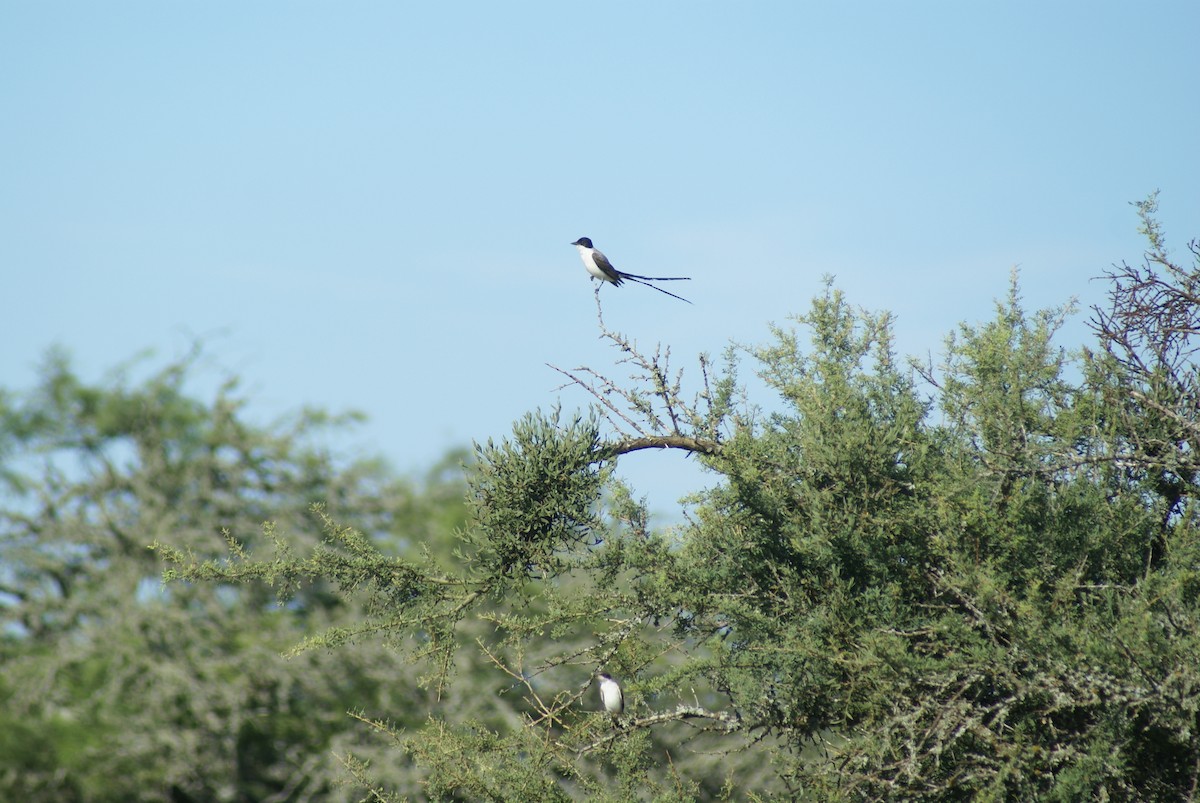 Fork-tailed Flycatcher - ML613937116