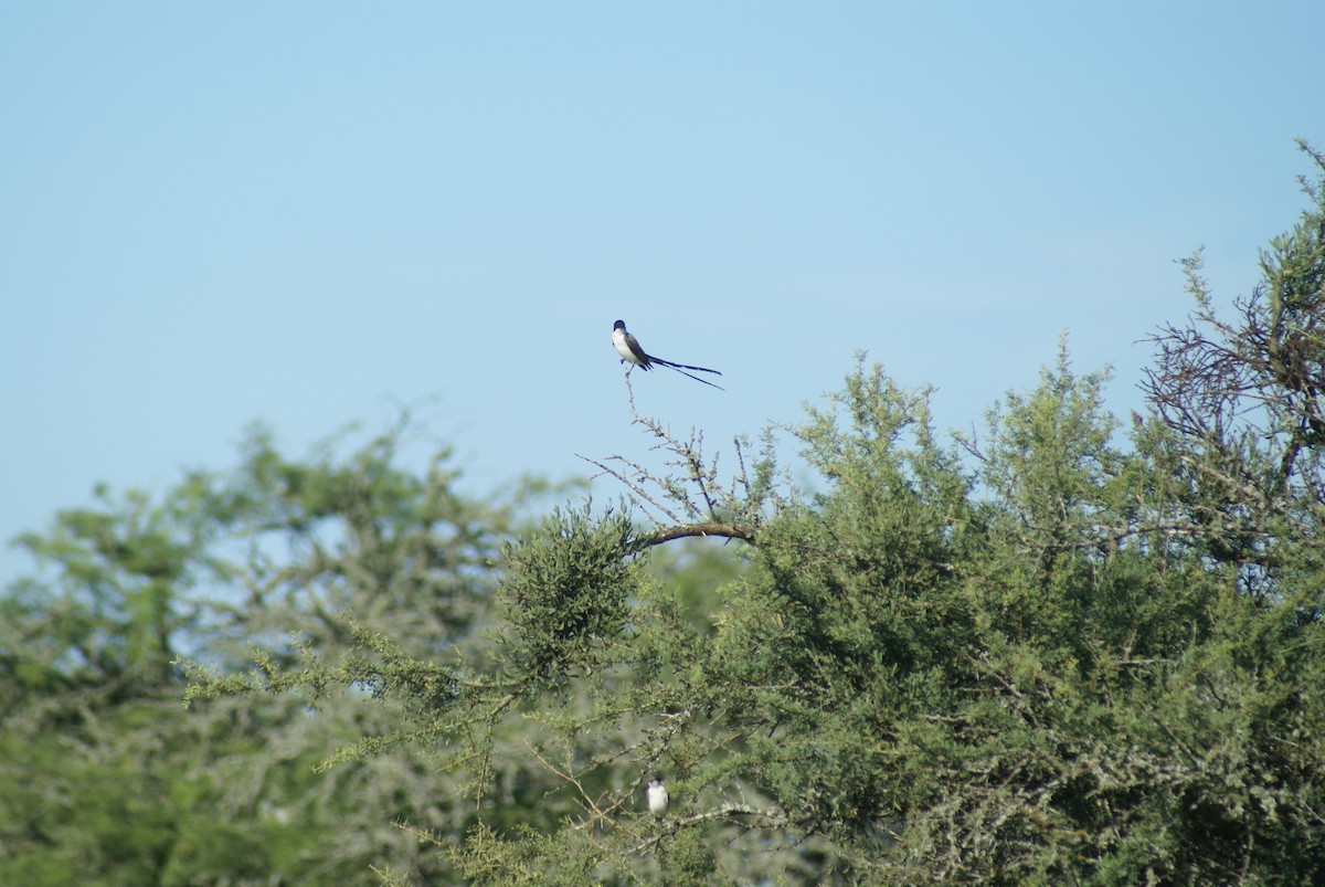 Fork-tailed Flycatcher - ML613937117