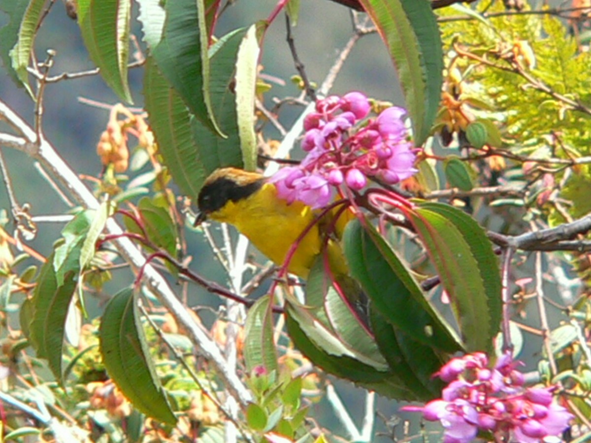 Yellow-breasted Brushfinch (Yellow-breasted) - ML613937125