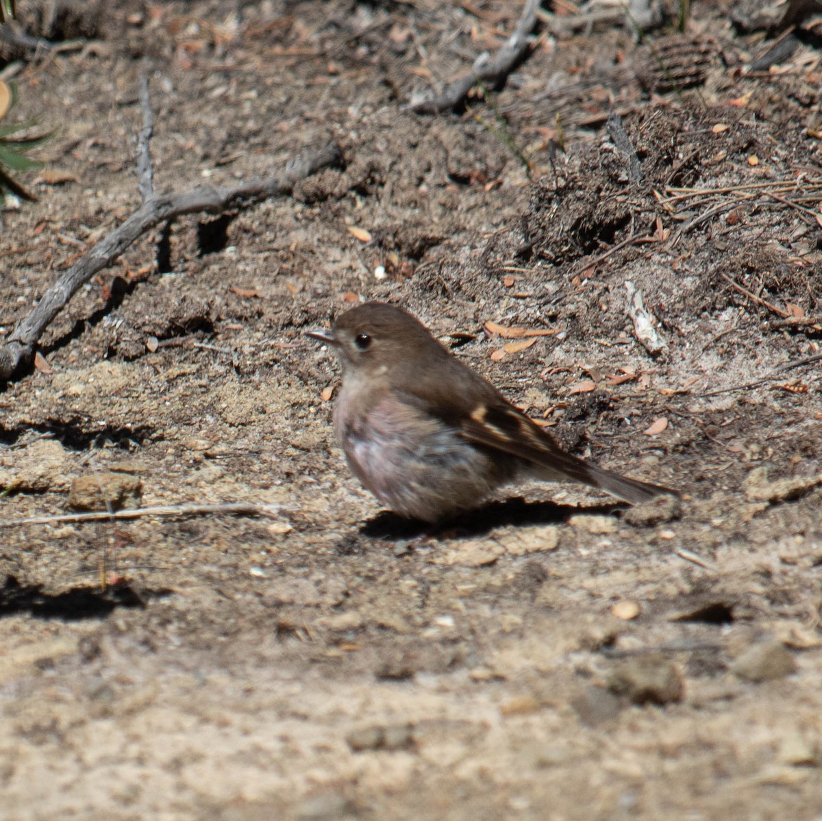 Pink Robin - Peter Crofts