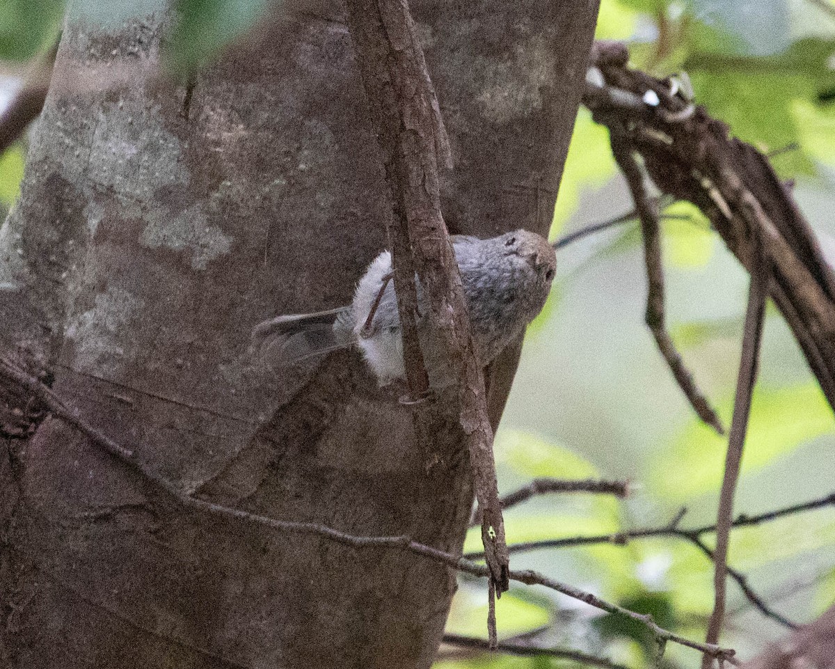 Tasmanian Thornbill - Peter Crofts