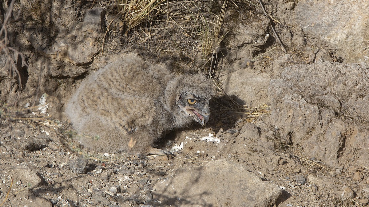 Great Horned Owl - ML613937331