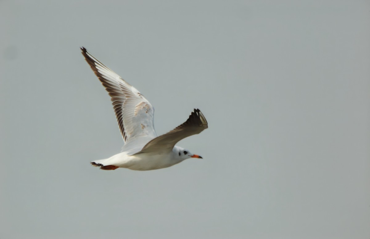 Mouette rieuse - ML613937348