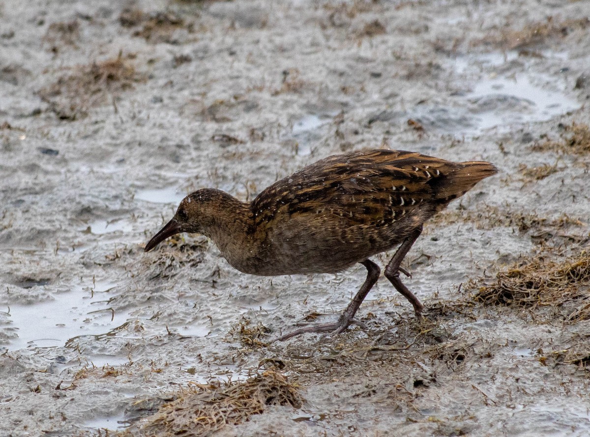 Lewin's Rail - Peter Crofts