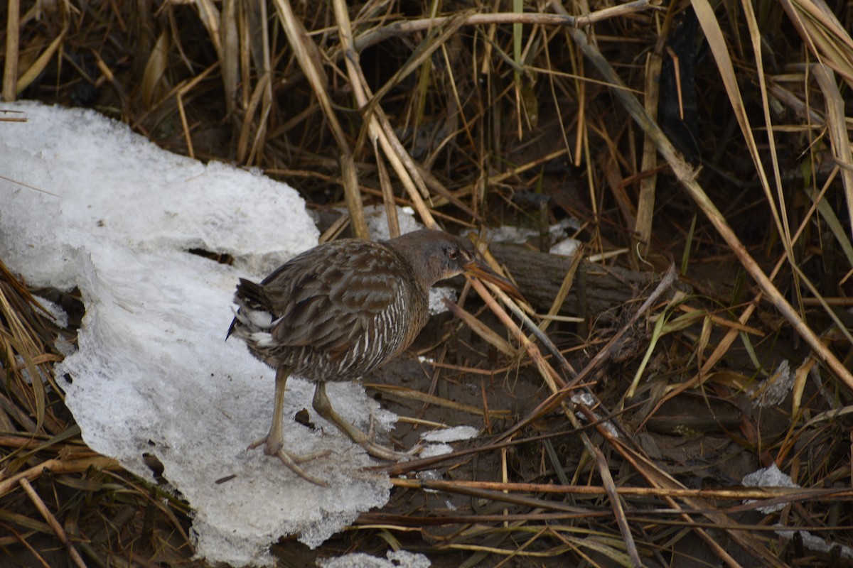 Clapper Rail - ML613937385