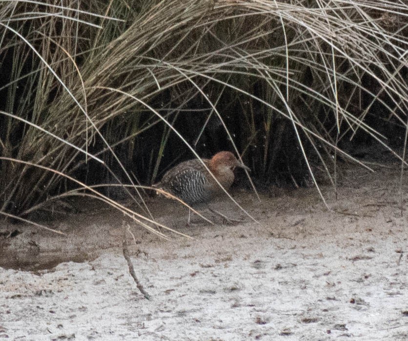 Lewin's Rail - Peter Crofts