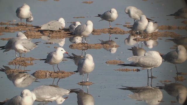 Gaviota de Audouin - ML613937413