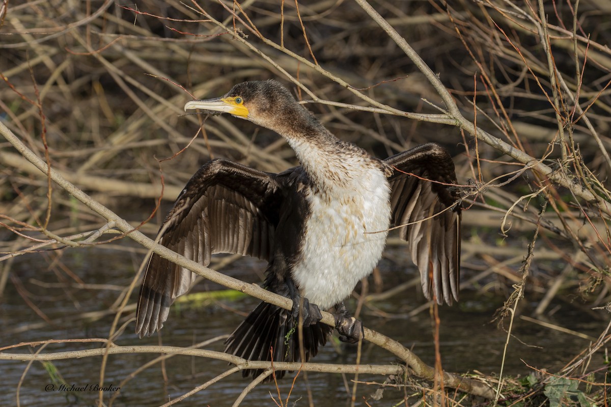 Great Cormorant - ML613937448