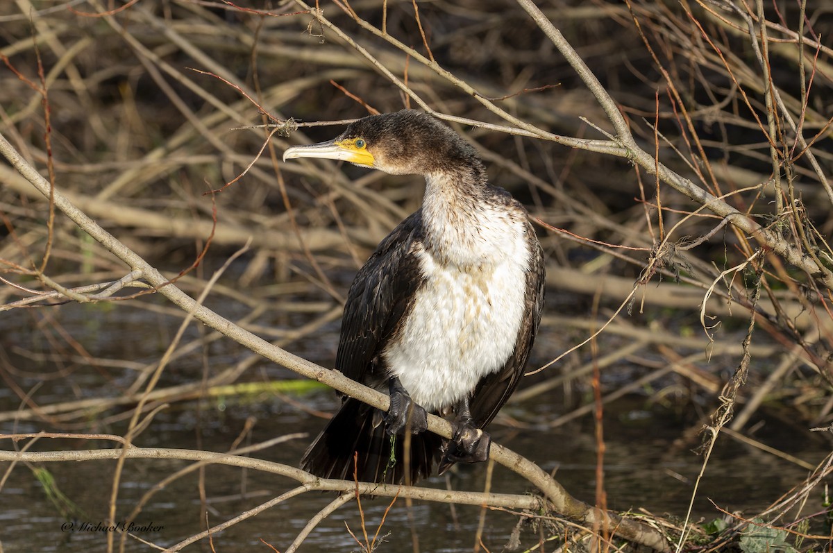 Great Cormorant - ML613937449