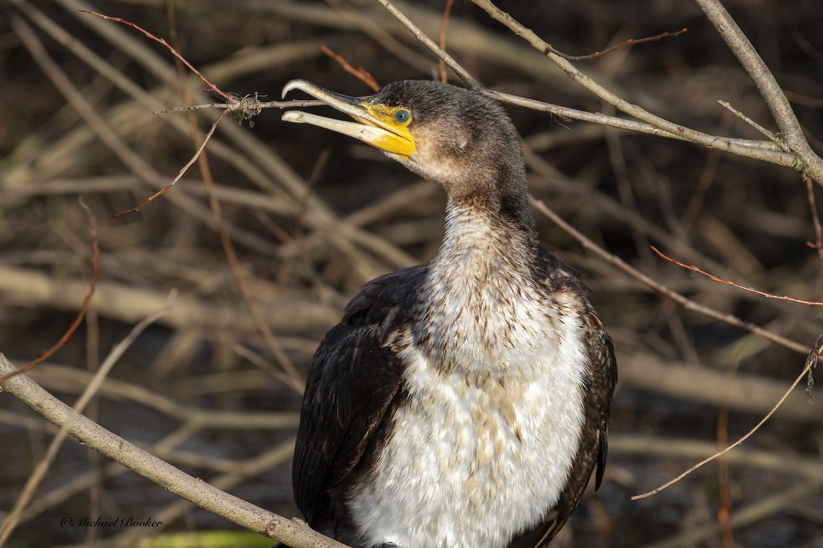 Great Cormorant - ML613937450