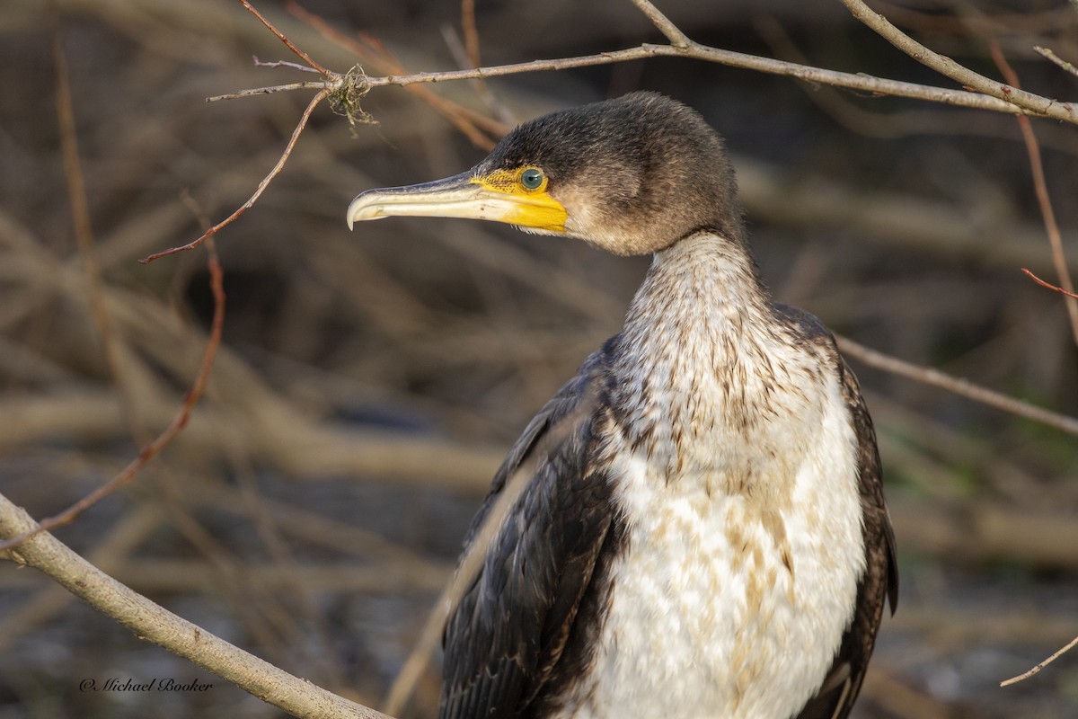 Great Cormorant - ML613937451