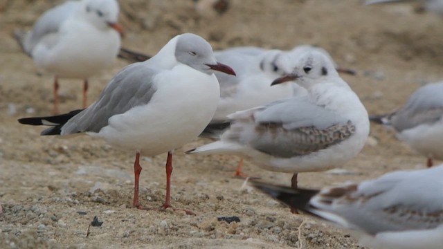 Gray-hooded Gull - ML613937500