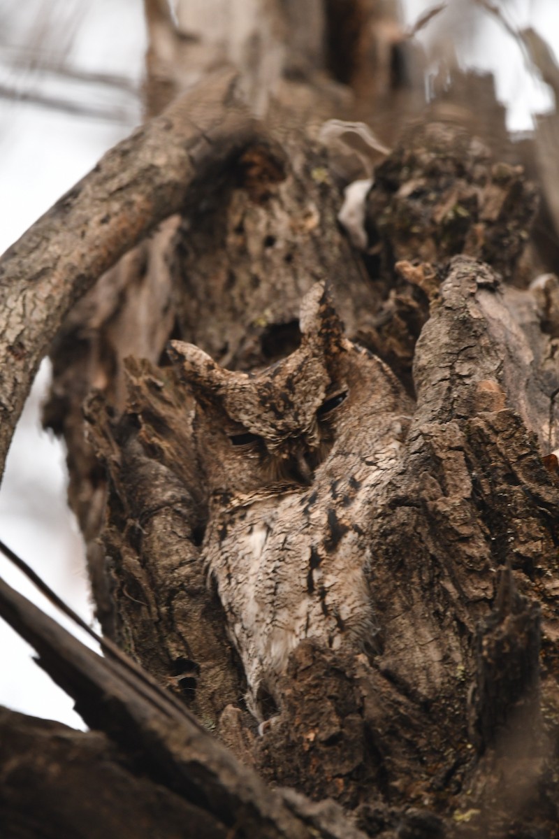 Collared Scops-Owl - Reyan sofi