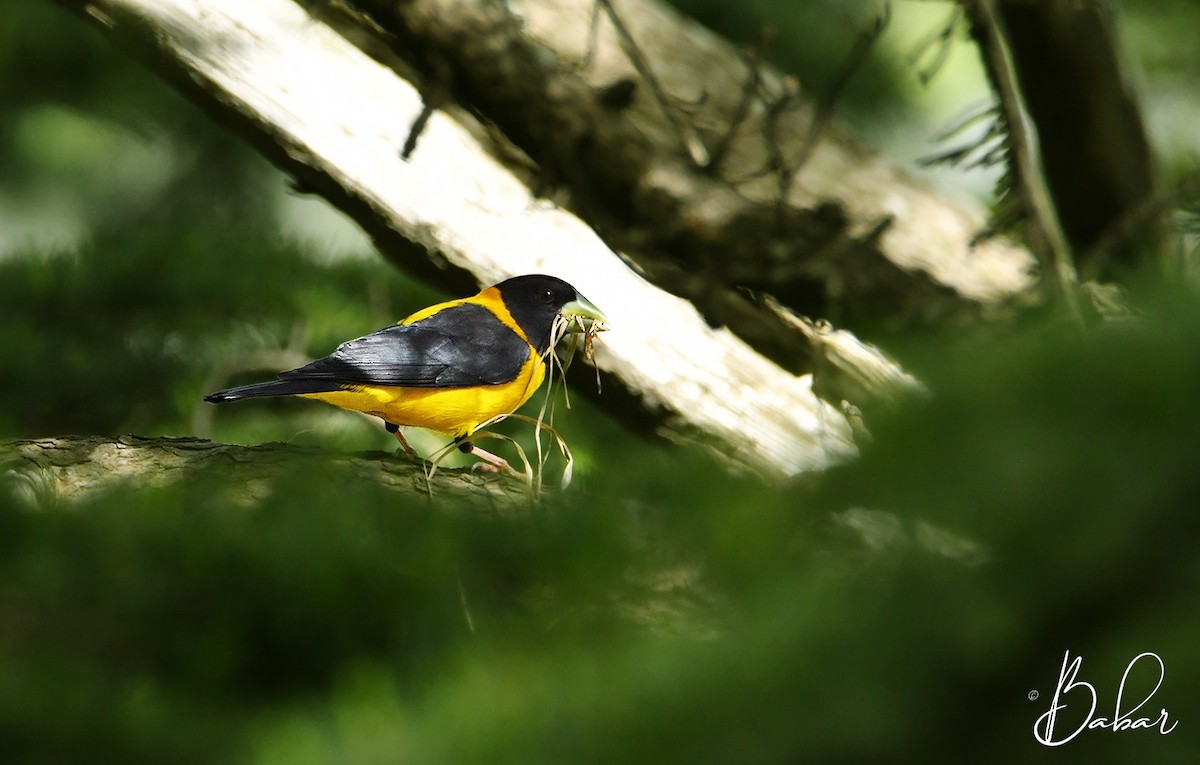 Black-and-yellow Grosbeak - ML613937685