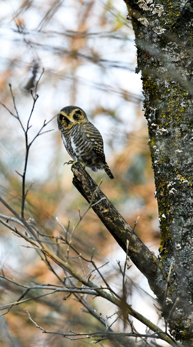 Collared Owlet - ML613937692