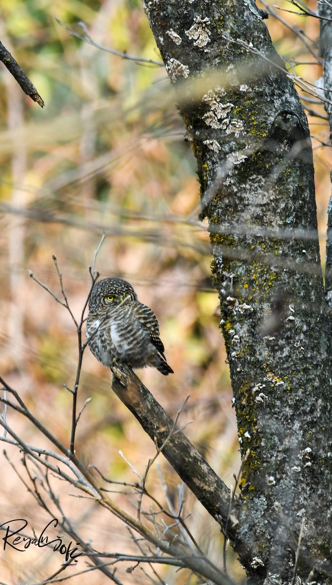 Collared Owlet - Reyan sofi