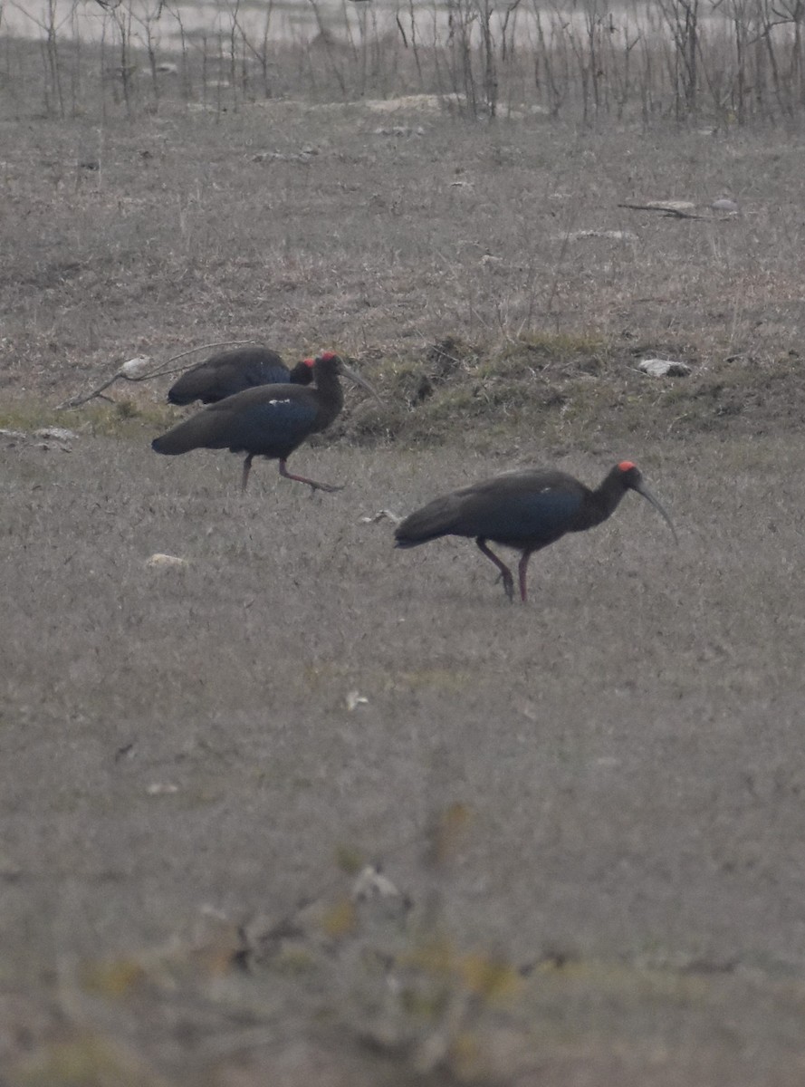 Red-naped Ibis - ML613937813