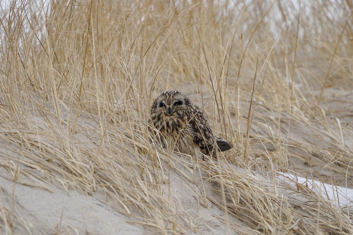 Short-eared Owl - ML613937836