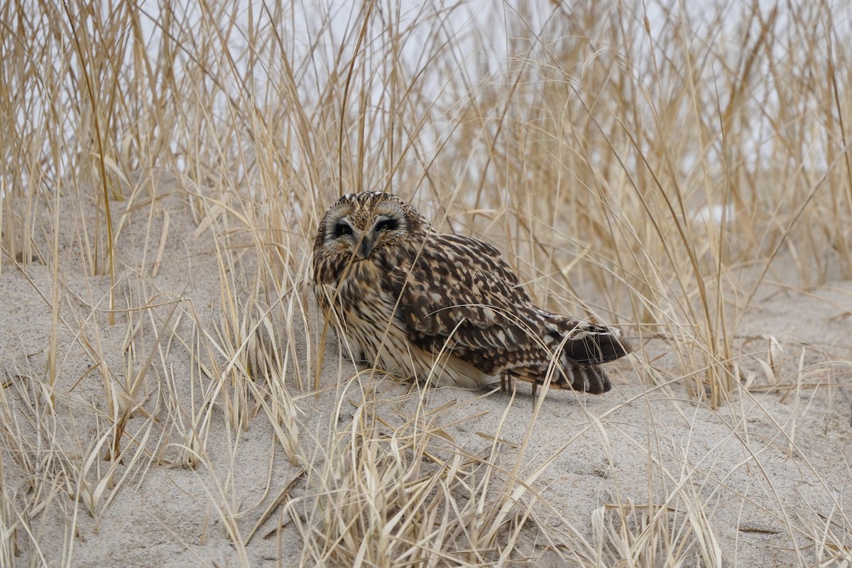 Short-eared Owl - ML613937837