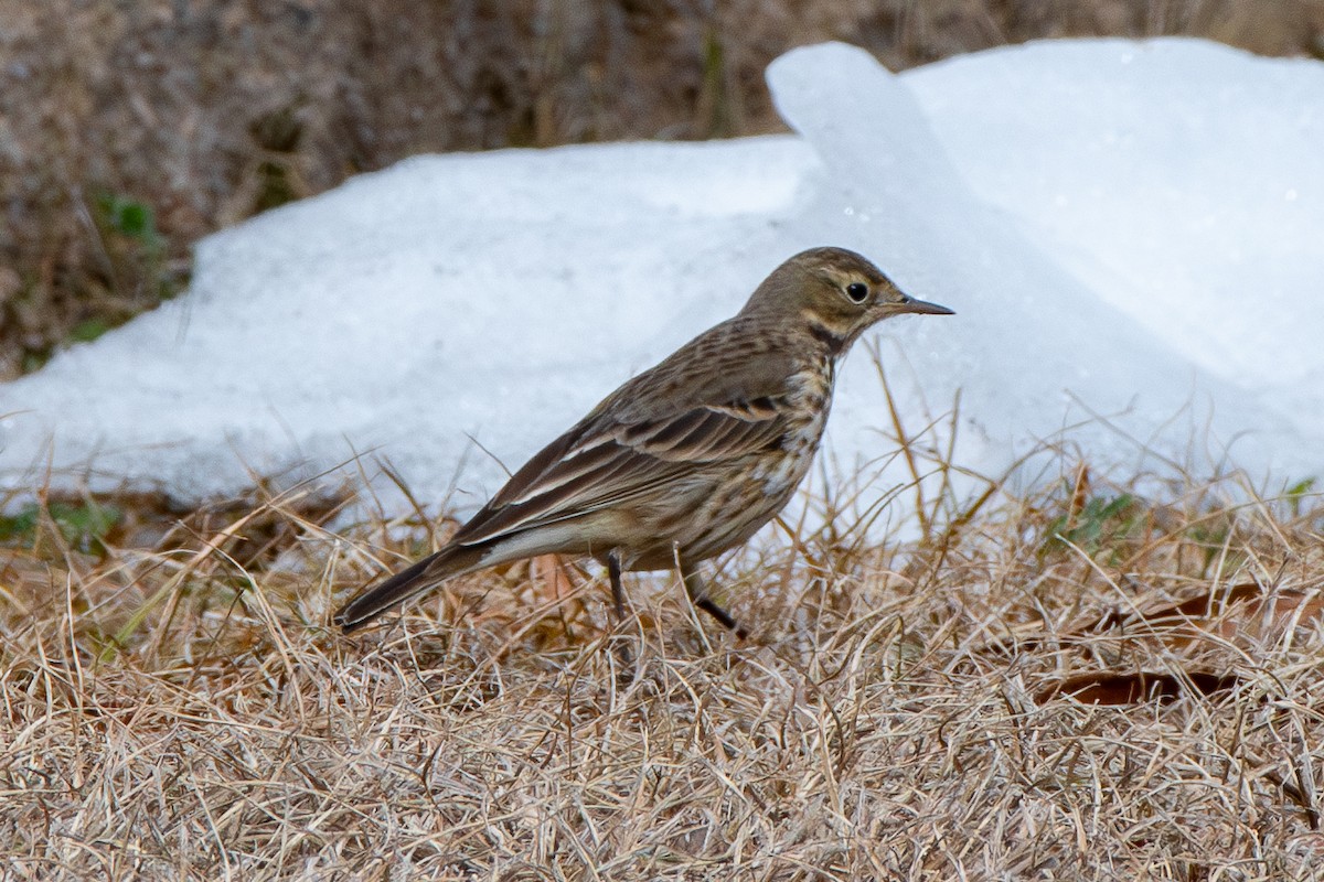 Pipit d'Amérique - ML613937892