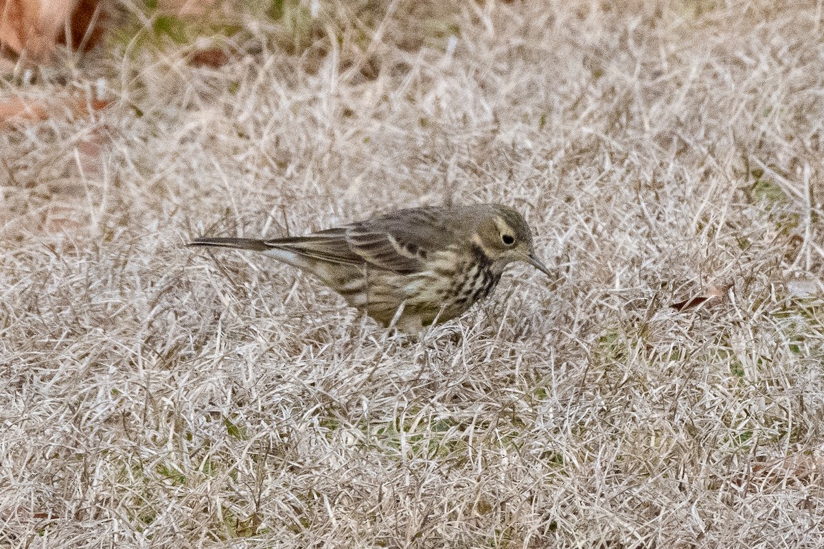 American Pipit - ML613937893