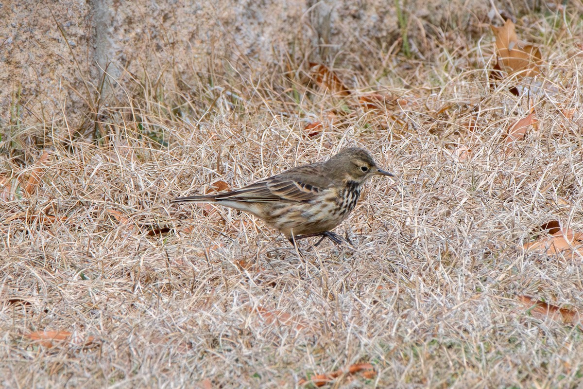 American Pipit - ML613937894