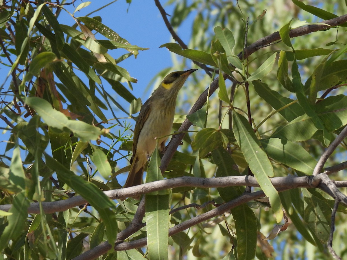 Gray-fronted Honeyeater - ML613937997