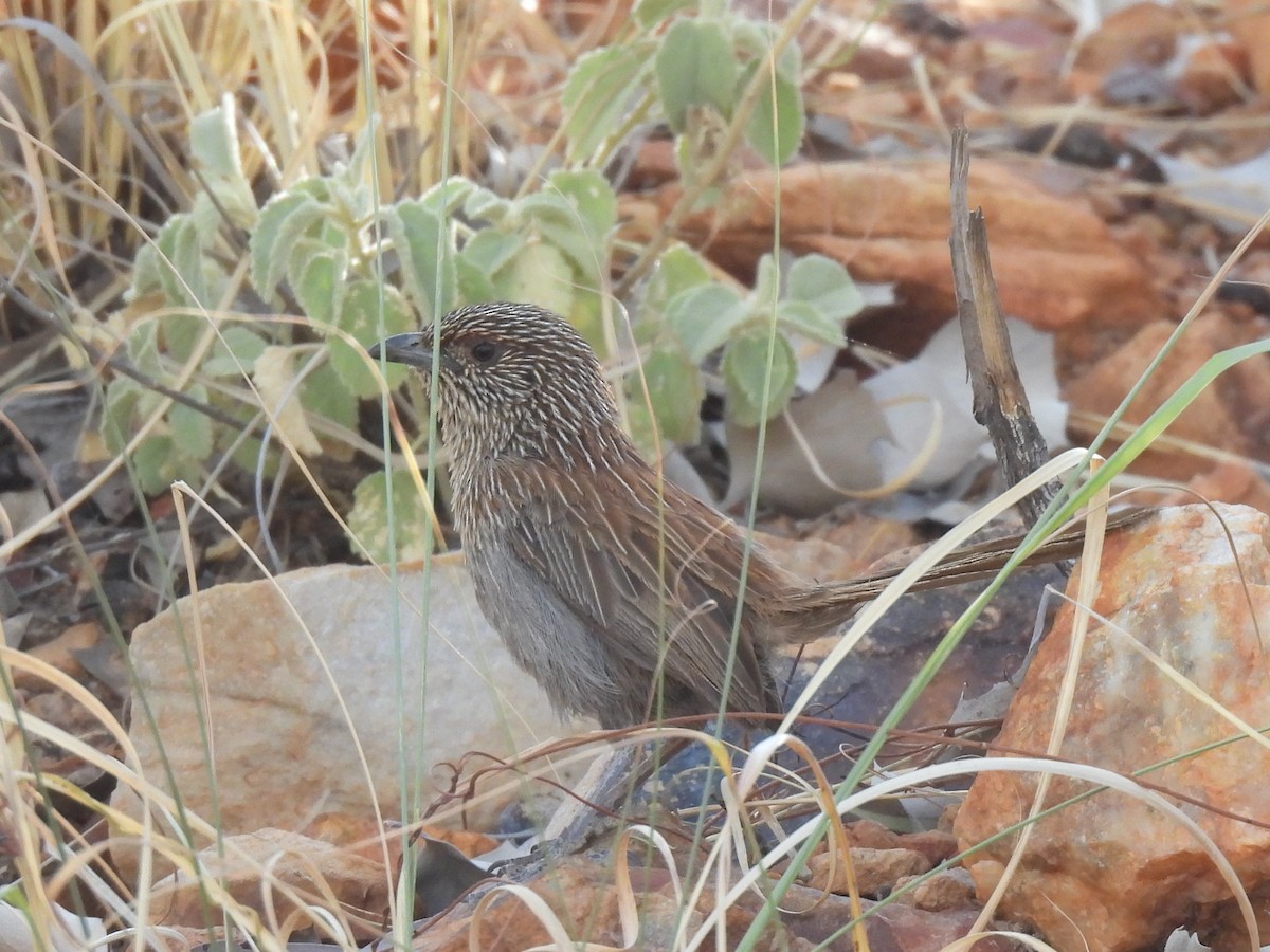 Kalkadoon Grasswren - ML613938011