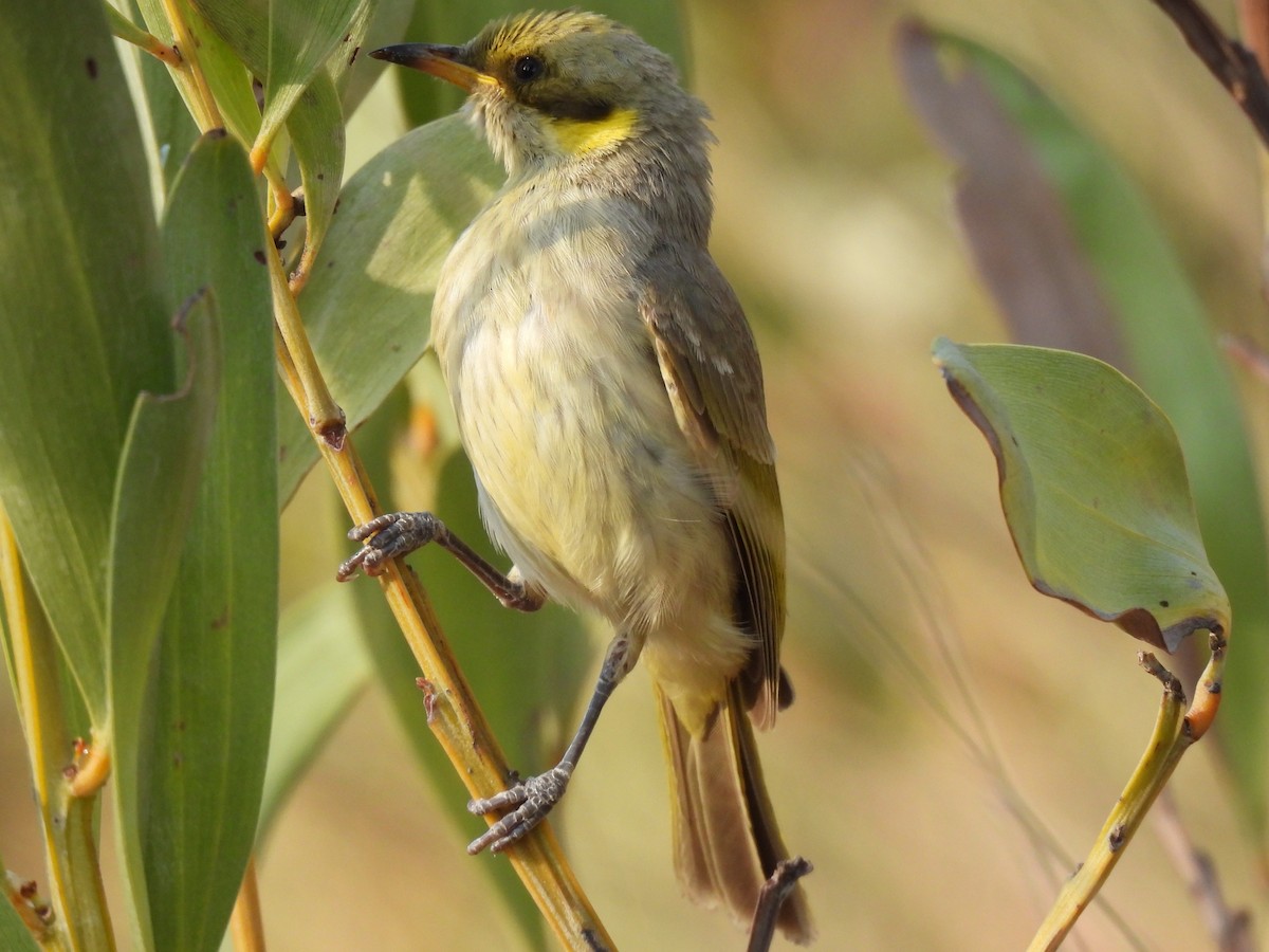 Gray-fronted Honeyeater - ML613938014