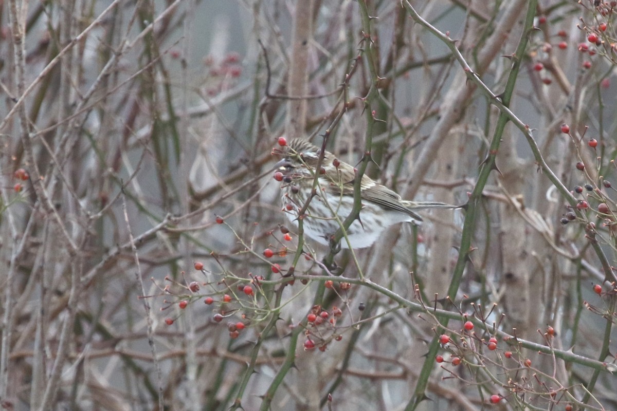 Purple Finch - ML613938042