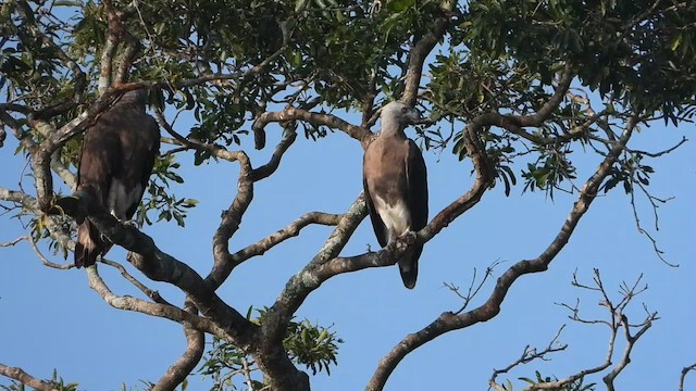 Gray-headed Fish-Eagle - ML613938090