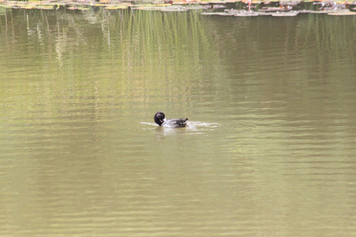 Lesser Scaup - ML613938096