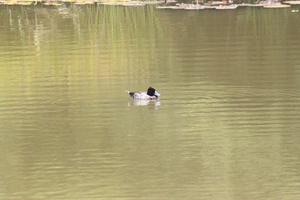 Lesser Scaup - ML613938098