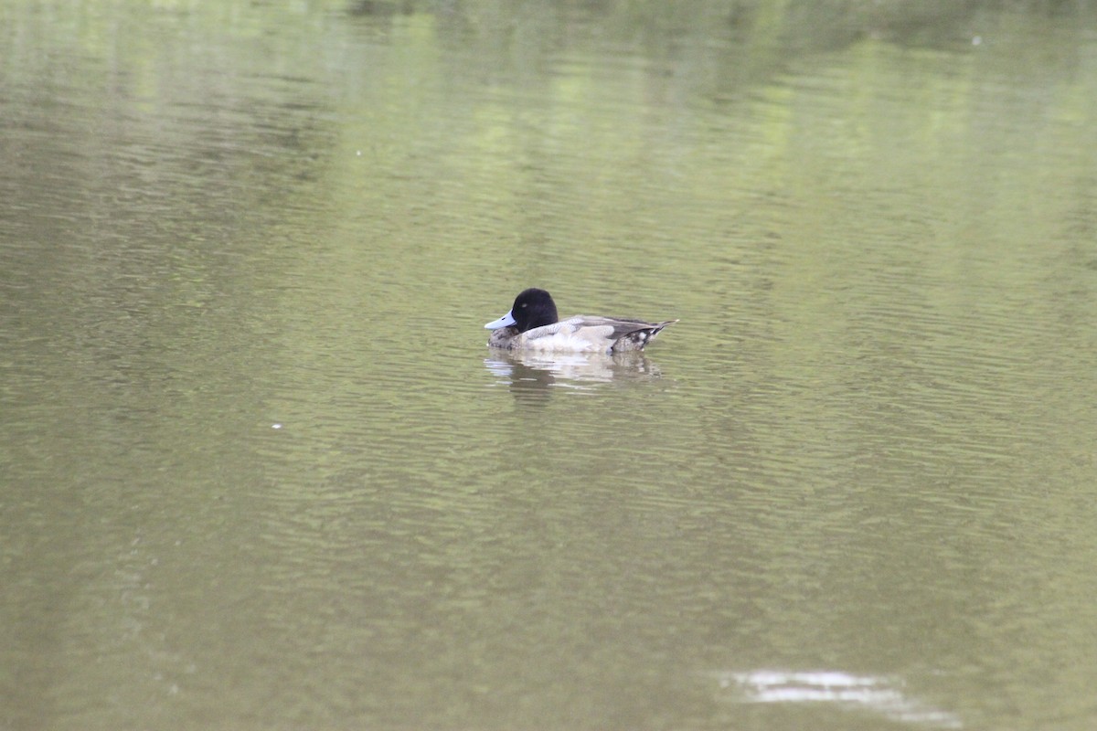 Lesser Scaup - ML613938099