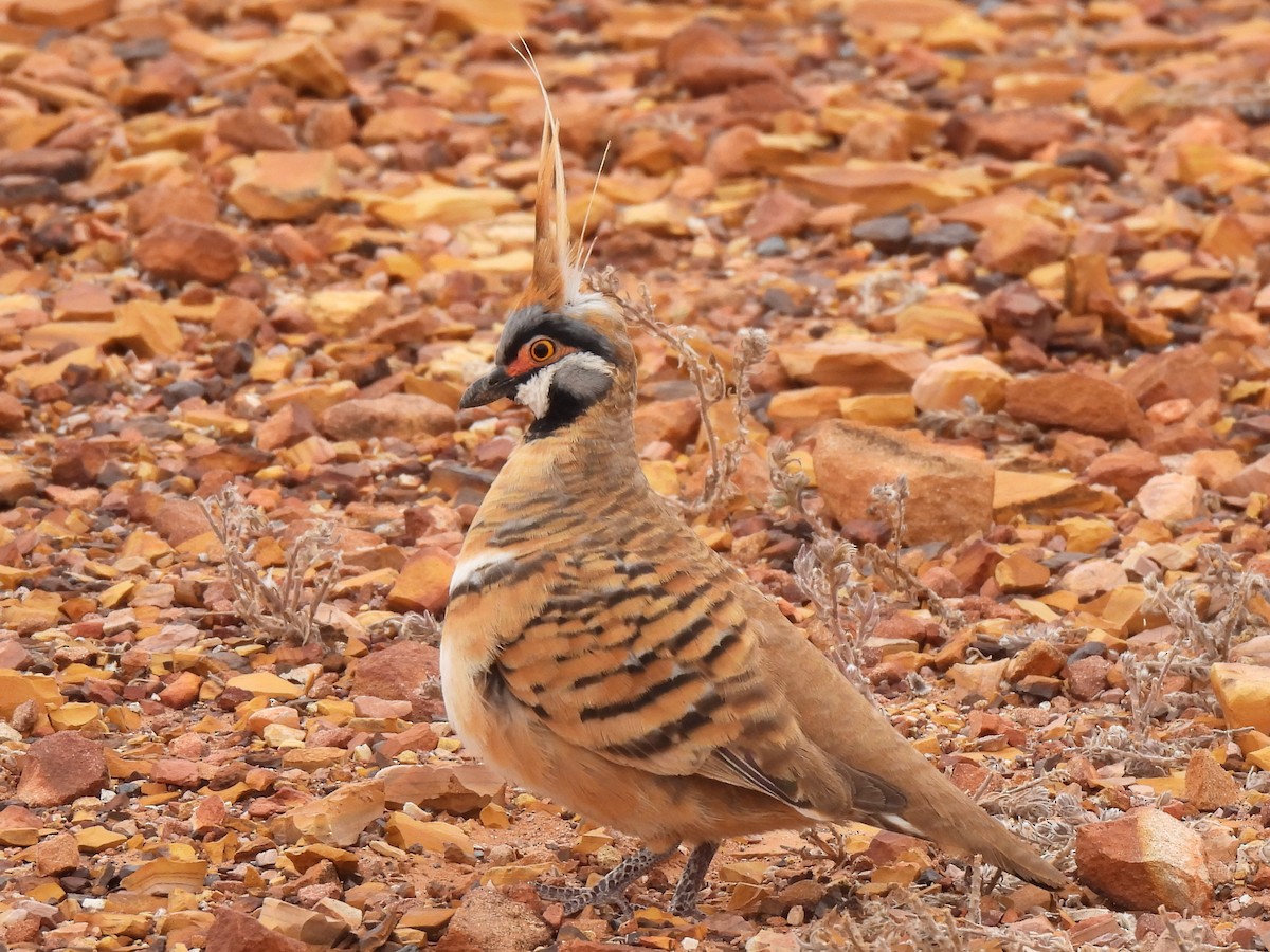 Spinifex Pigeon - ML613938106