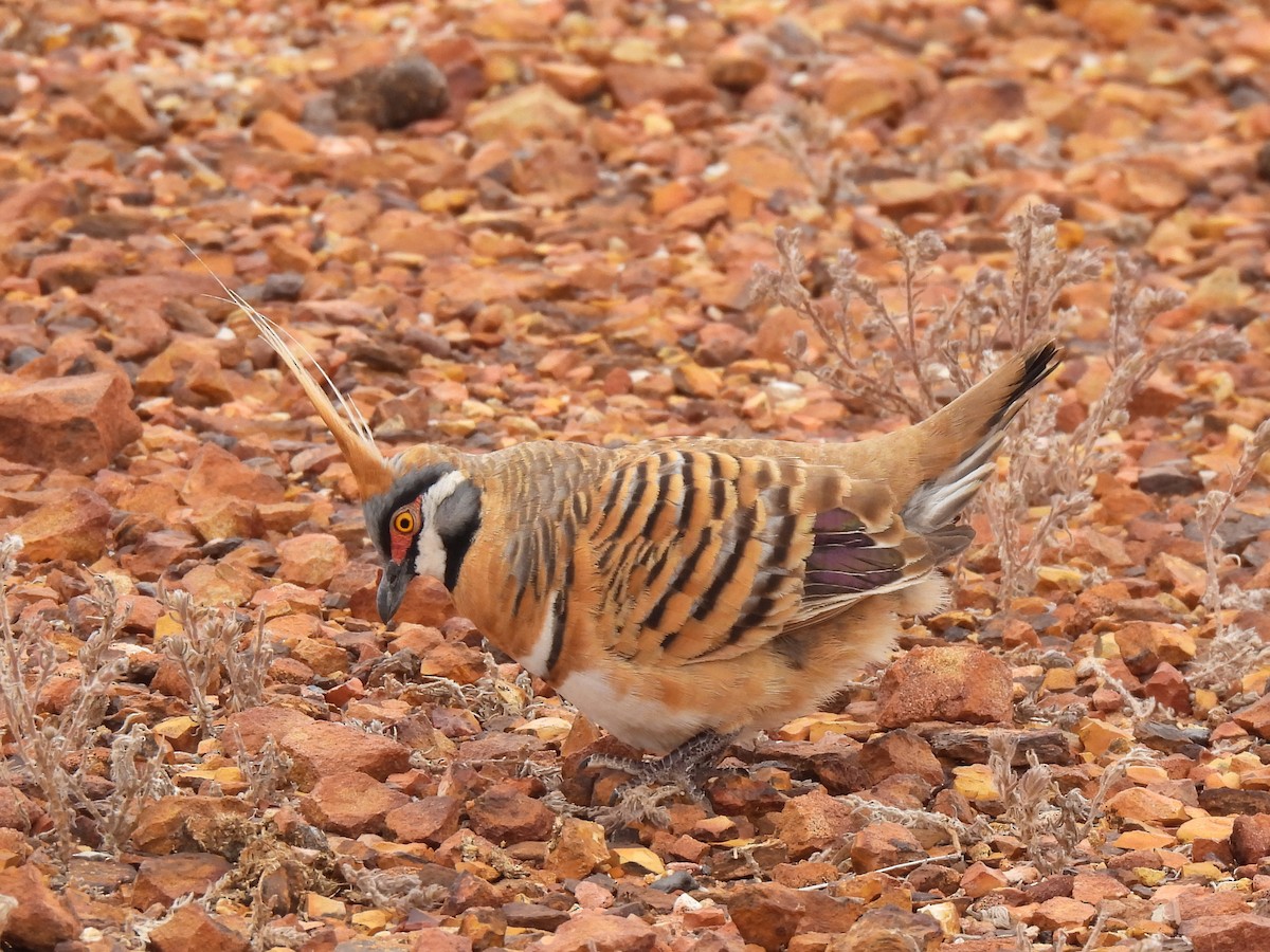 Spinifex Pigeon - ML613938107