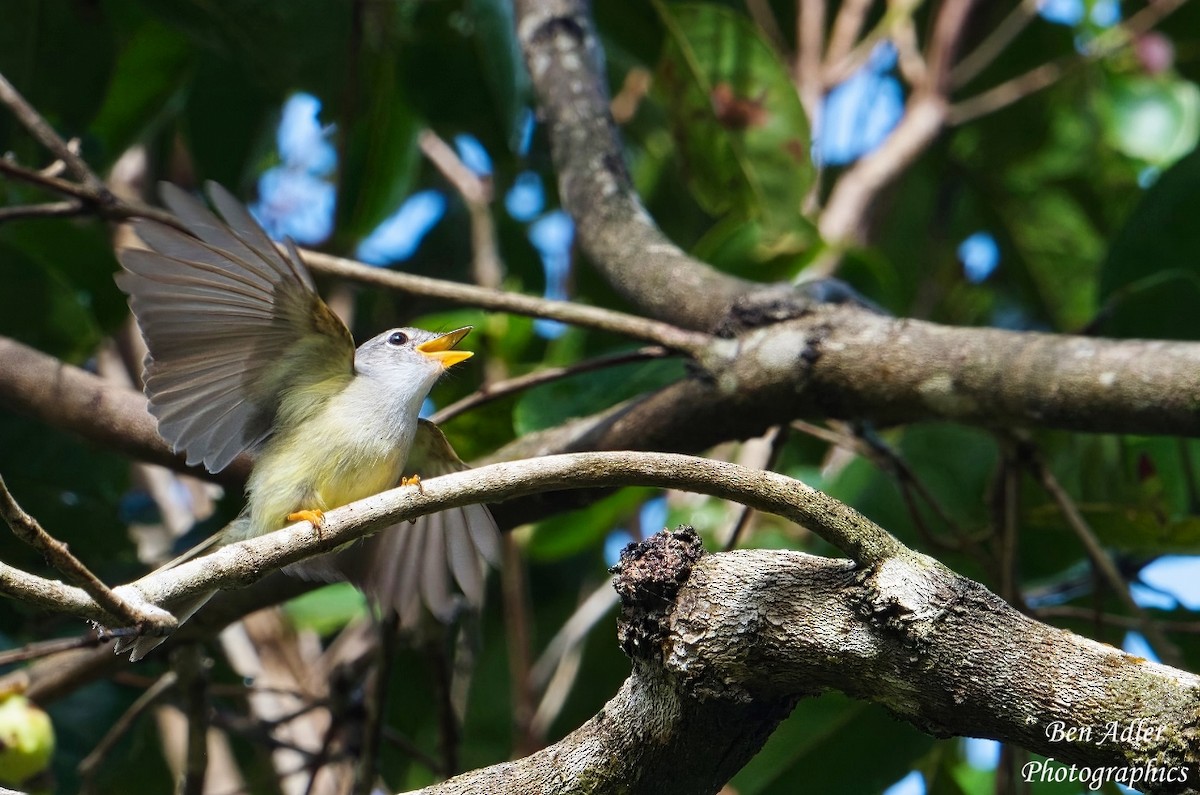 Yellow-legged Flyrobin - ML613938108