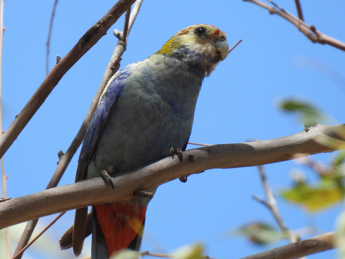 ホオアオサメクサインコ - ML613938154