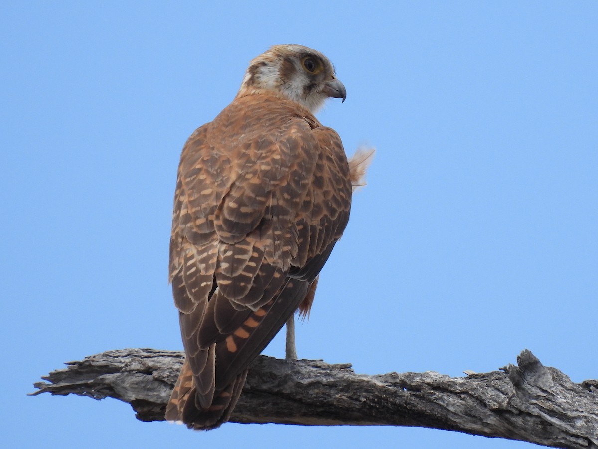 Brown Falcon - ML613938155