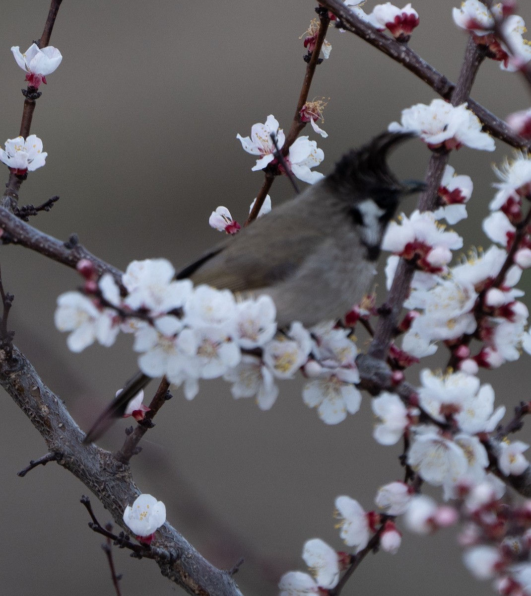 bulbul himálajský - ML613938165