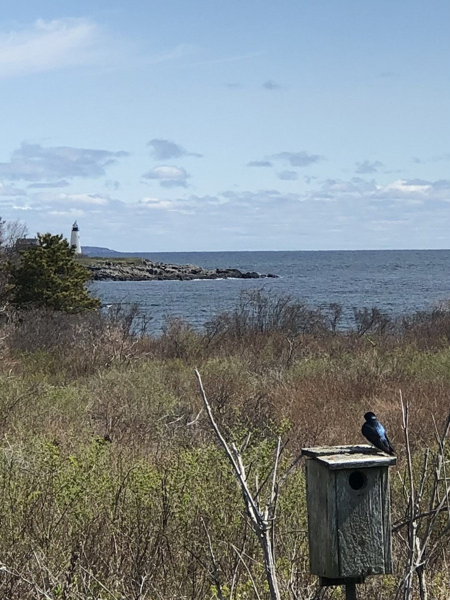 Tree Swallow - ML613938166